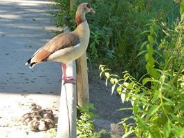 Letzte Sonnenstrahlen Letzte Sonnenstrahlen